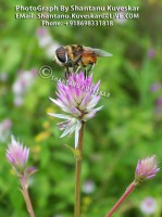 /album/colourful-insects/insect-23-photograph-by-shantanu-kuveskar-jpg/